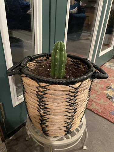 Customer photo review of San Pedro Cactus | Echinopsis (Trichocereus) pachanoi