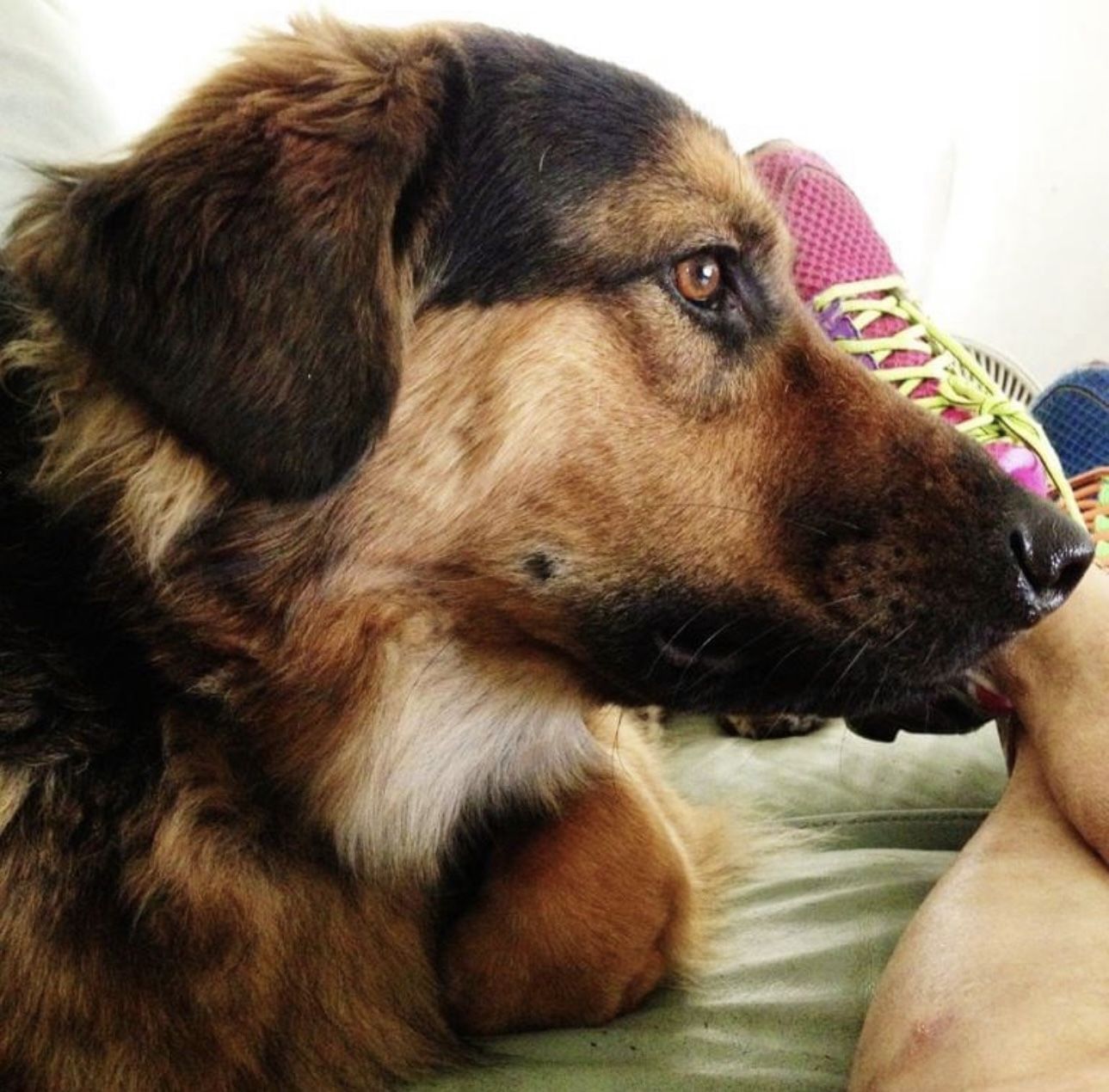 Customer photo review of KING KALM CBD 150mg - Medium Pet Formula 20 to 45lbs