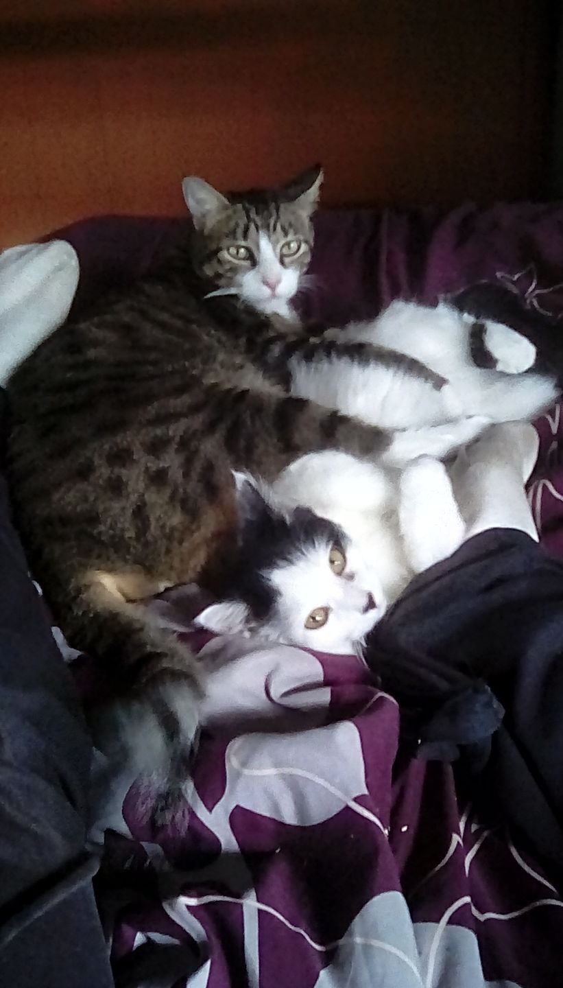 Customer photo review of Agression and Frustration Reduction - Cats