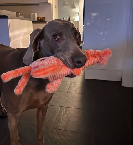 Customer photo review of DogCatFri™ PlushToy - Interaktivt Plyslegetøj Til Kæledyr
