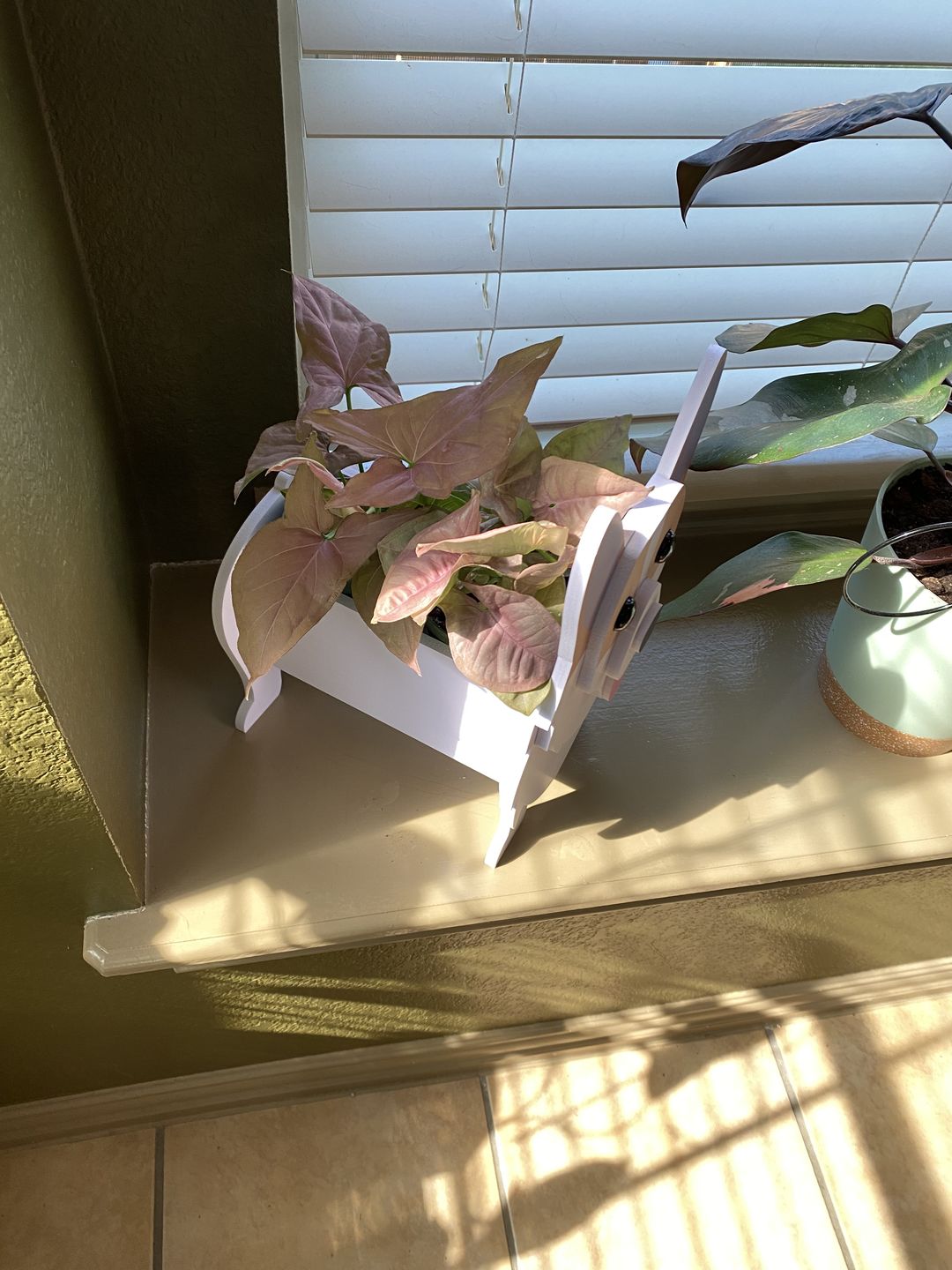 Customer photo review of Syngonium podophyllum 'Pink Perfection'