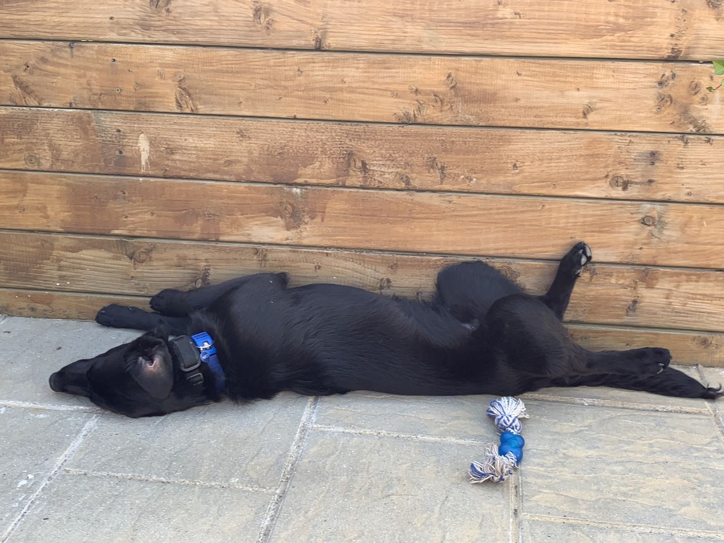 Customer photo review of Gps Dog Fence