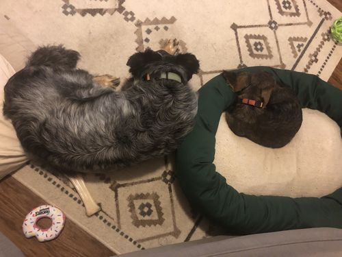 Customer photo review of Sage Collar - Recycled Ripstop