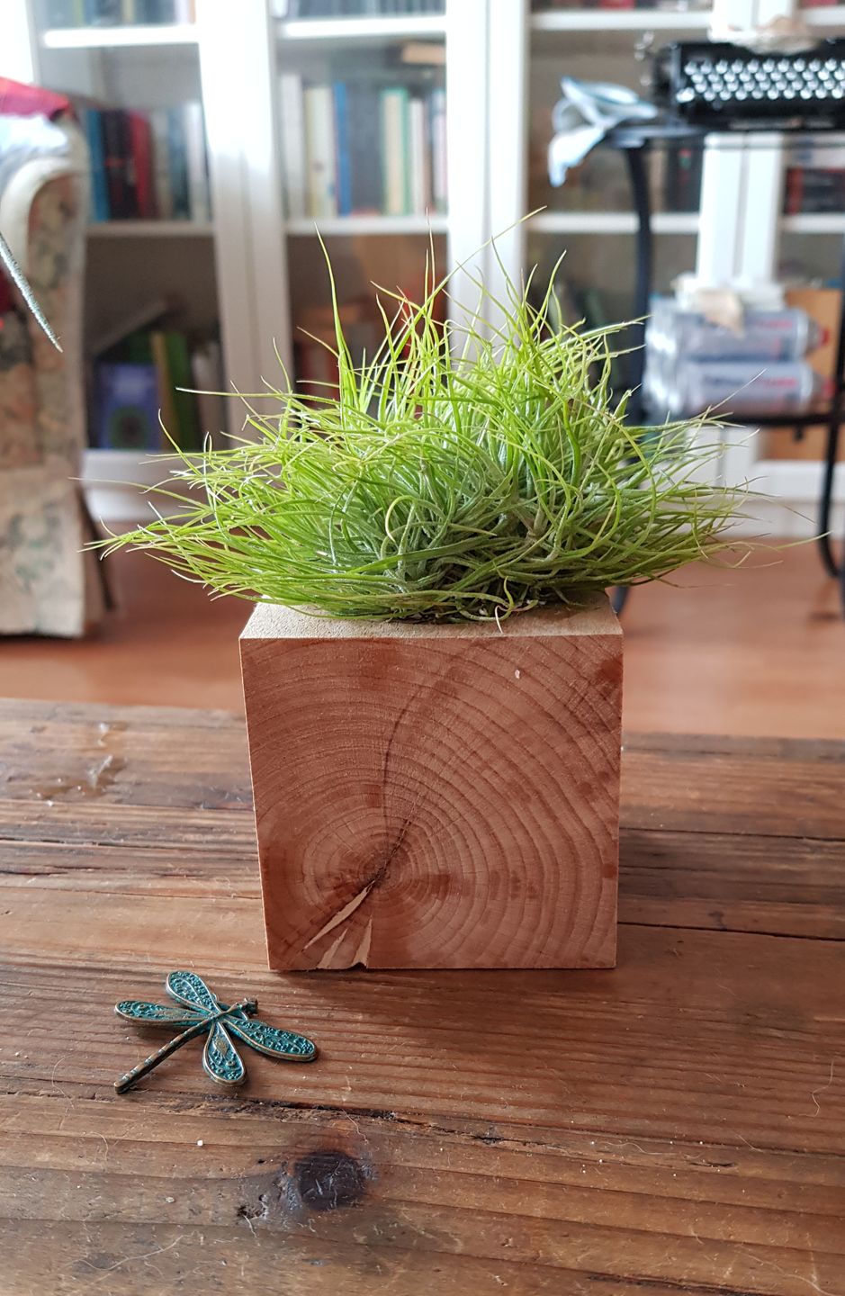 Customer photo review of Tillandsia schiedeana major - Mini Pulk