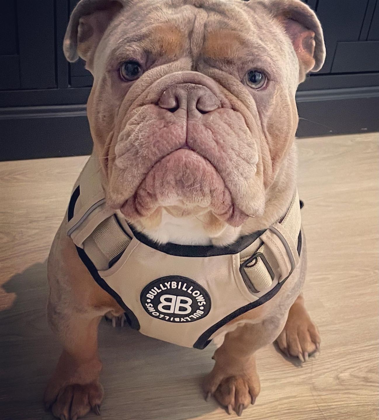 Customer photo review of Premium Comfort Harness | Non Restrictive & Adjustable - Light Military Tan
