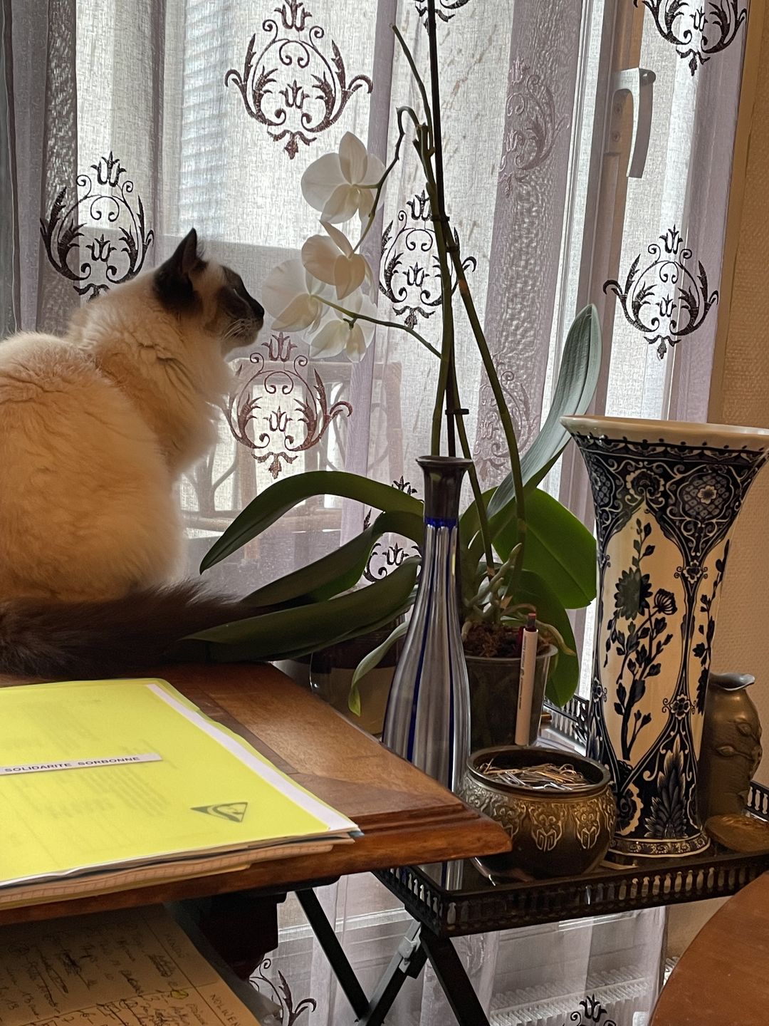 Customer photo review of Effilés au poulet, courges & agrumes (chat stérilisé et chat adulte)