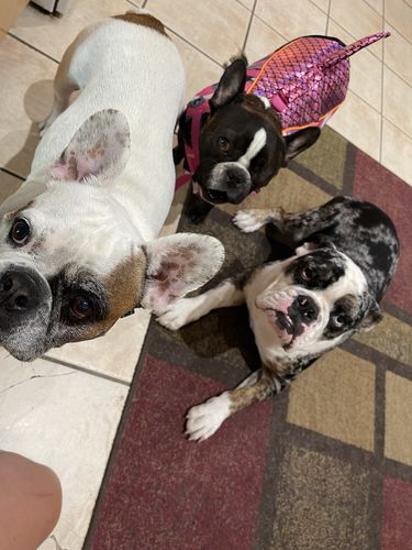 Customer photo review of Catalyst Plus Ethyl Ester Omega 3 Chews for Dogs - 60 Count