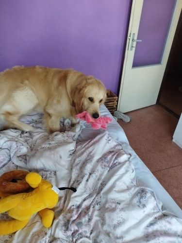 Customer photo review of DogCatFri™ PlushToy - Interaktivt Plyslegetøj Til Kæledyr