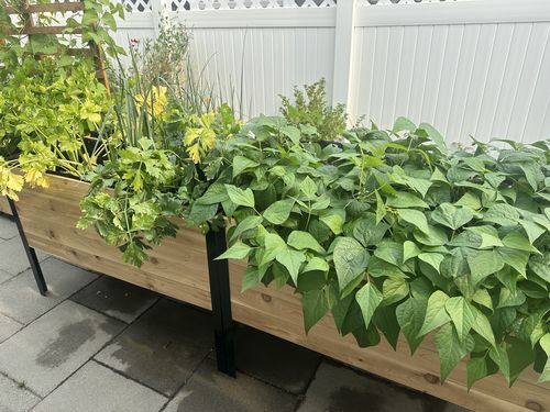 Customer photo review of 18" x 48" Raised Garden Bed