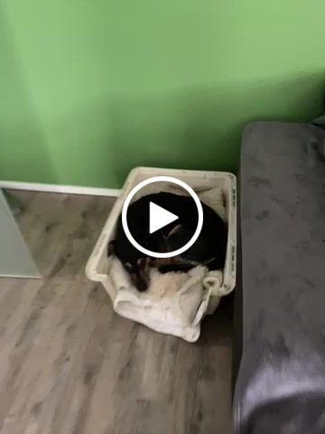Customer video review of Handgemaltes Haustierportrait auf Premium Leinwand im Realistischen Stil
