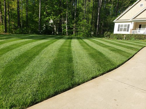 Customer photo review of GCI Turf Cool Blue Grass Seed