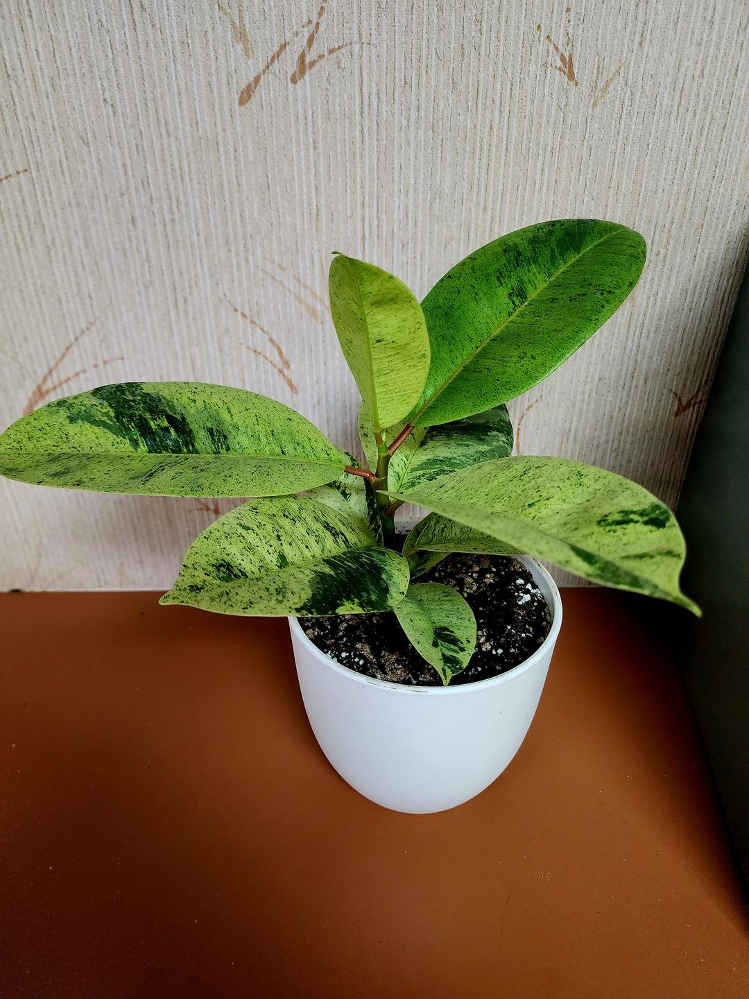 Customer photo review of Ficus elastica 'Shivereana'