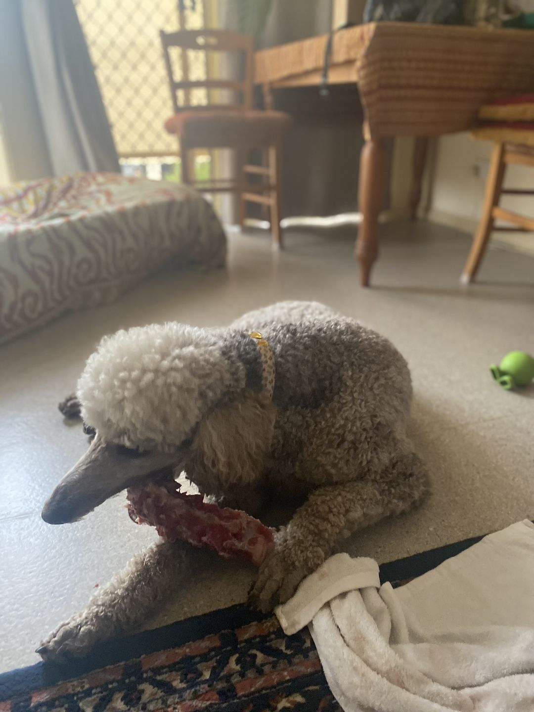 Customer photo review of Standard Lamb Necks