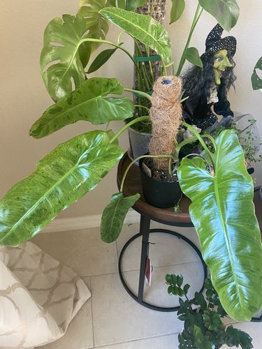 Customer photo review of Houseplant Insecticide w/ Neem