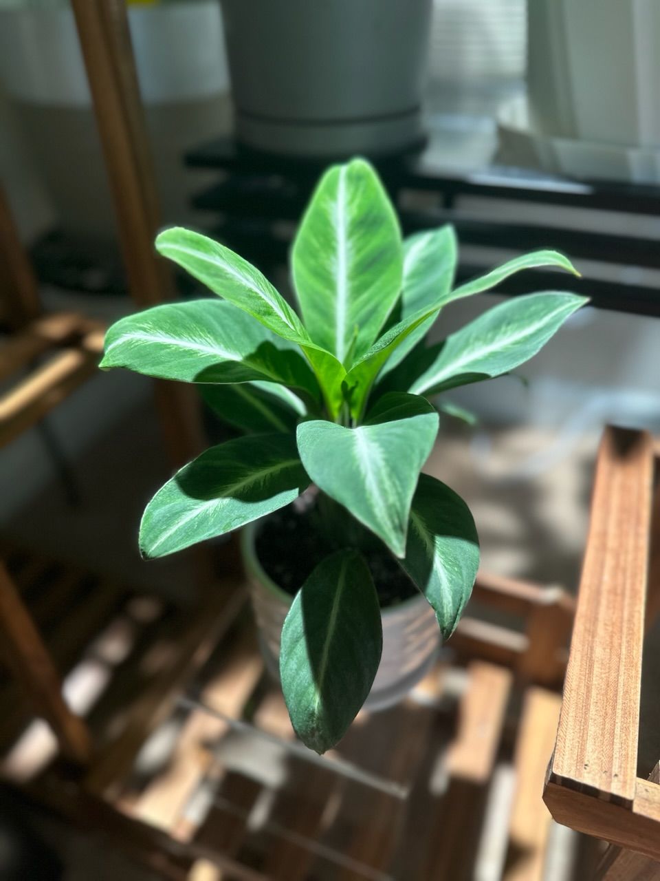 Customer photo review of Spathiphyllum 'Silver Streak'