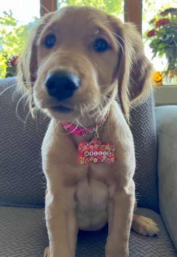 Customer photo review of The Hazel Pet Tag