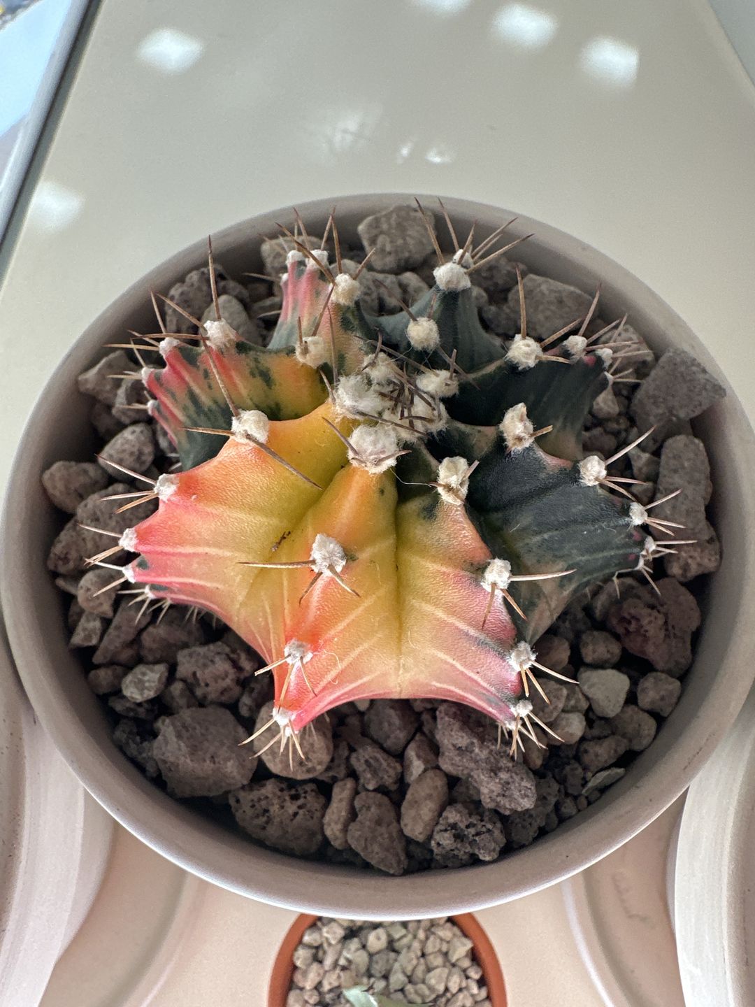 Customer photo review of Gymnocalycium Mihanovichii Variegata (Kaktus)
