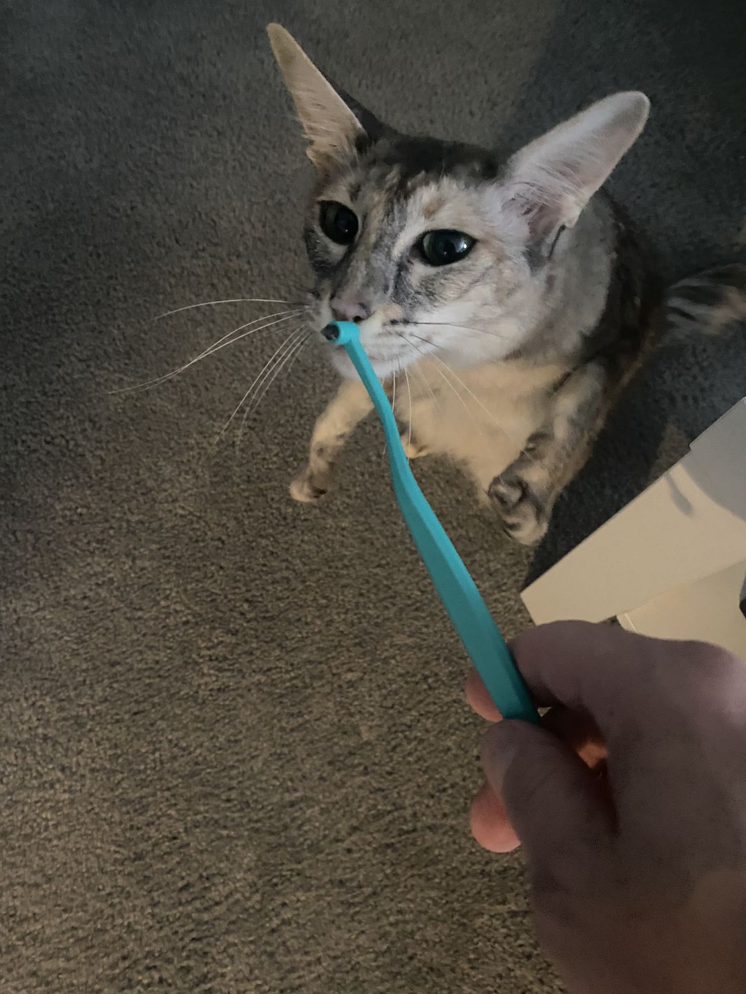 Customer photo review of RYERCAT Dual Sided Cat Toothbrush