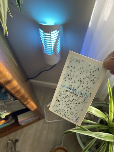 Customer photo review of Shieldeck® BuzzTrap - Plug-In Indoor Insect Smart UV Trap