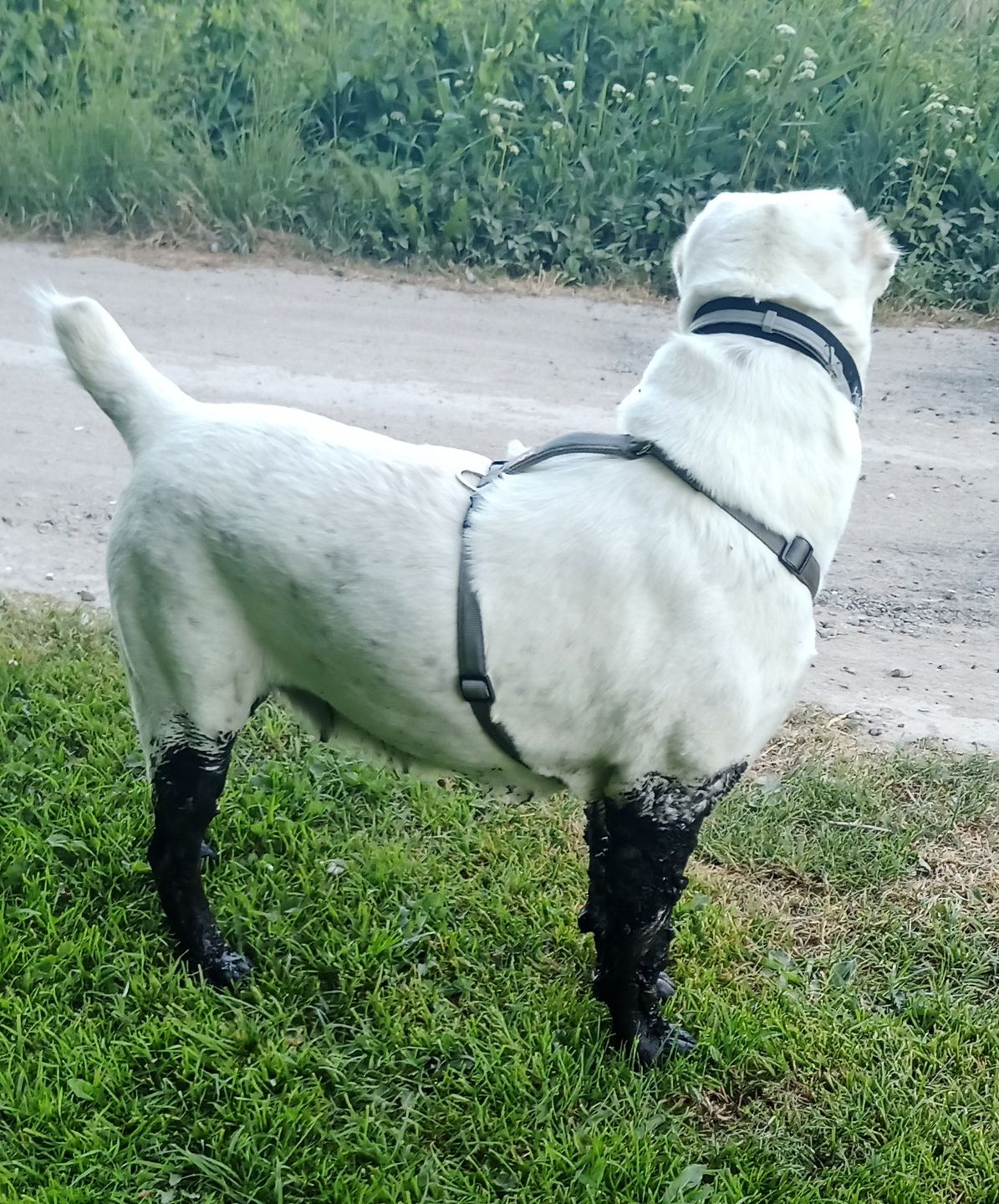 Customer photo review of Premium Hundegeschirr gepolstert