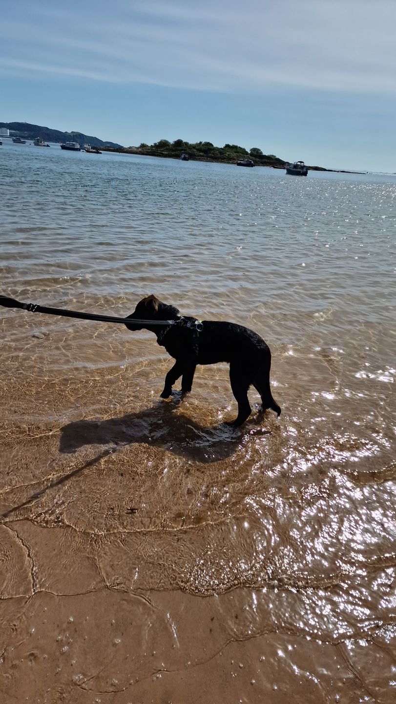 Customer photo review of TRI-Harness® | Anti-Pull, Adjustable & Durable - Dog Trainers Choice -  CAMO Lightning v2.0