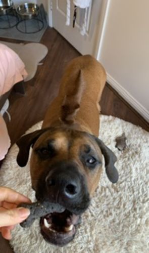 Customer photo review of GUT + IMMUNE HEALTH FOR DOGS. NATURAL HEALTHY BISCUITS.