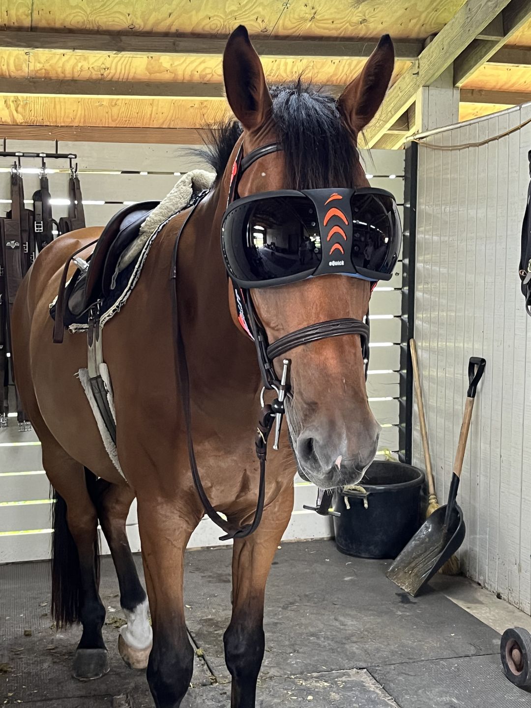 Customer photo review of eVysor - UV Horse Riding Goggles!