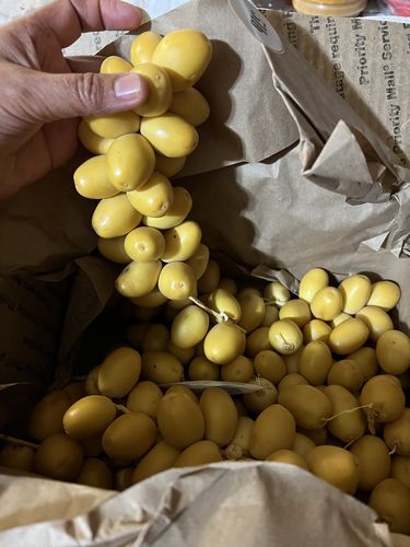 Customer photo review of Organic Yellow Barhi Dates (Khalal Barhi Dates)