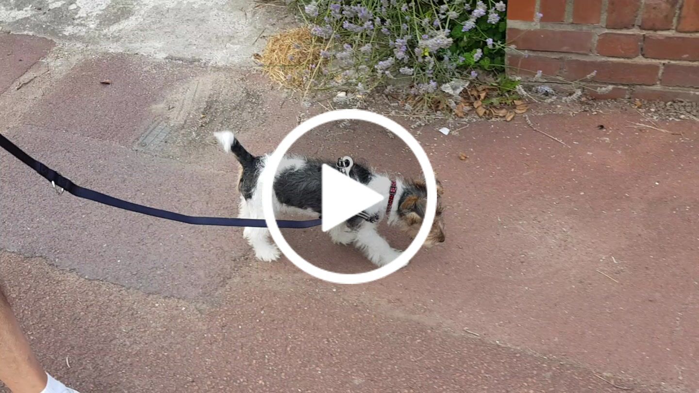 Customer video review of Comfort Step-in Dog Harness  | Reflective | Black