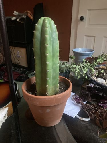 Customer photo review of San Pedro Cactus | Echinopsis (Trichocereus) pachanoi