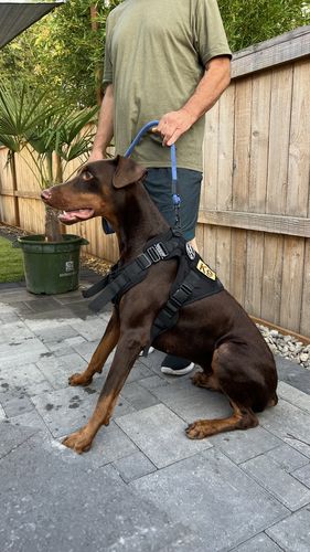 Customer photo review of Classic Heavy-Duty Tactical No-Pull Team K9™ Dog Harness With Front & Back D-Rings, Quick-Release Metal-Buckles, Hook & Loop Panels, & Top Handle