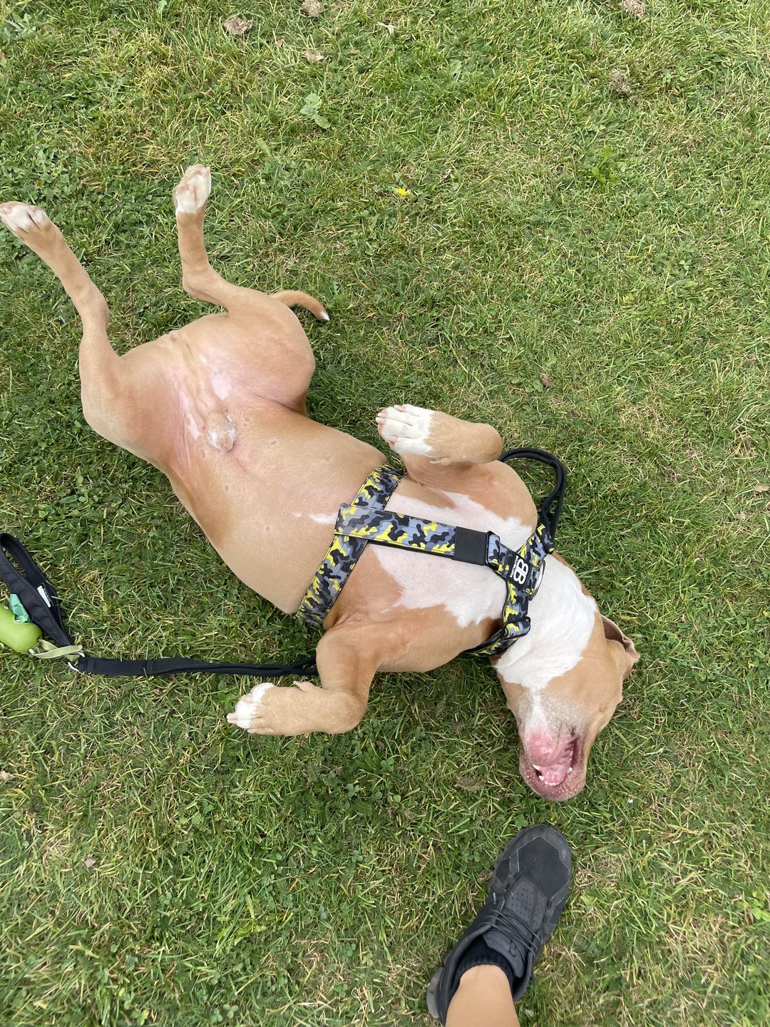 Customer photo review of Ladder Lead - Multiple Handles During Walks - Black