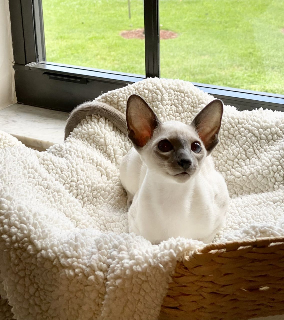 Customer photo review of RYERCAT Dual Sided Cat Toothbrush
