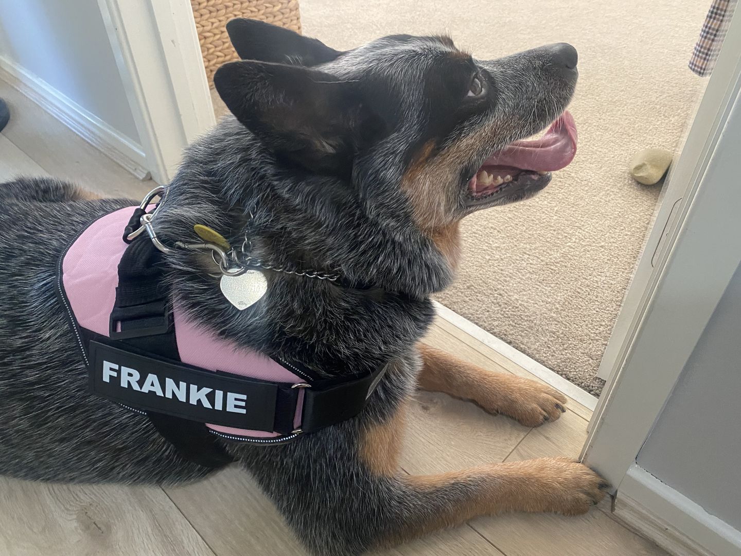 Customer photo review of Safety No Pull Dog Harness