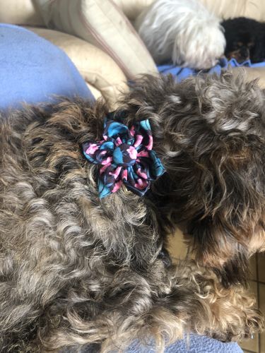 Customer photo review of Collier pour Chien Personnalisable Modèle Mignon