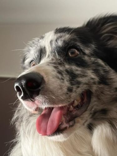 Customer photo review of U,SHIELD con NexGard Spectra 15.1 - 30 kg