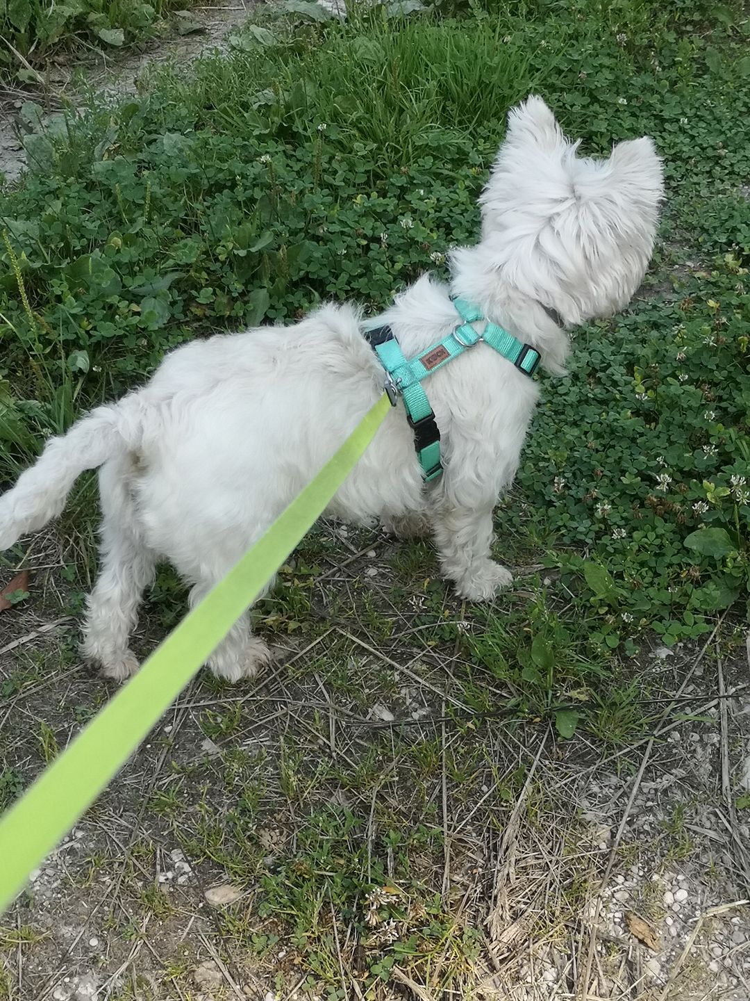 Customer photo review of Comfort Hundegeschirr