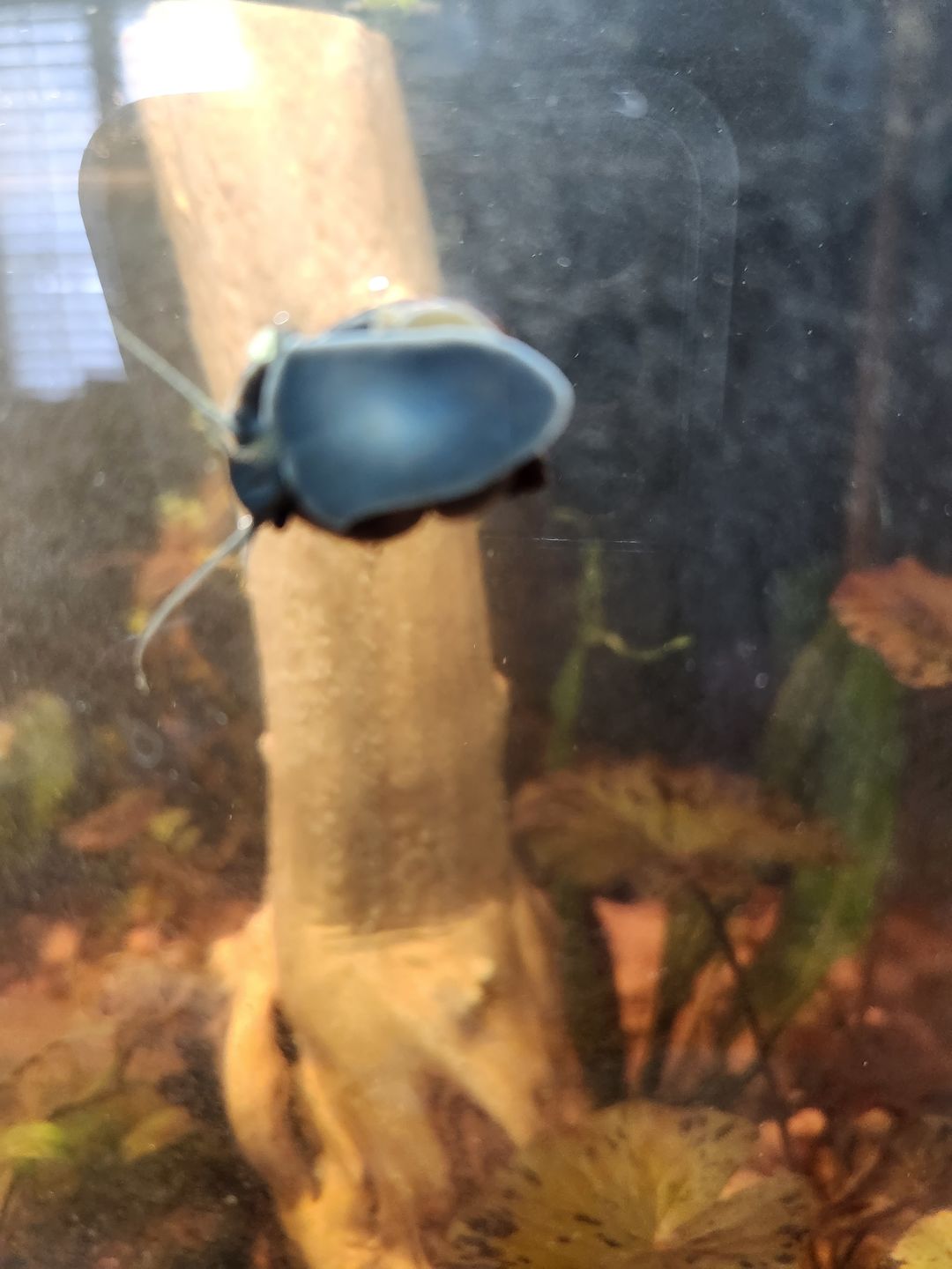 Customer photo review of Mystery Snail Mix (3 pack)
