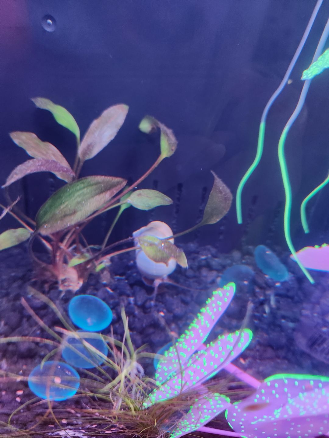 Customer photo review of Blue Mystery Snail