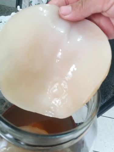 Kombucha from our customers’ kitchens