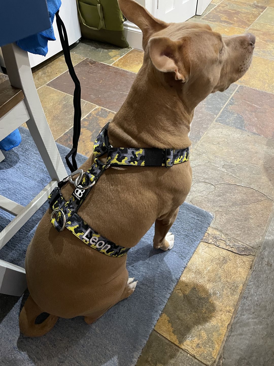 Customer photo review of TRI-Harness® | Anti-Pull, Adjustable & Durable - Dog Trainers Choice -  CAMO Lightning v2.0