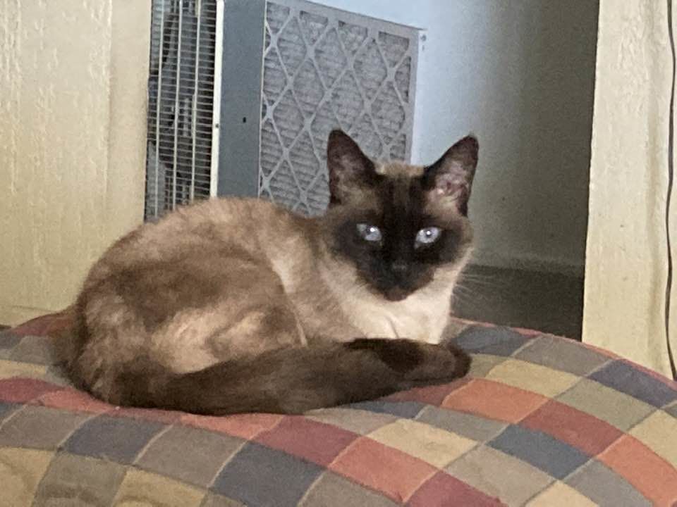 Customer photo review of Hyperthyroidism Supplement for Cats - Treats Cat Hyperthyroid, Patchy Hair Loss, and Helps Cat Weight Gain