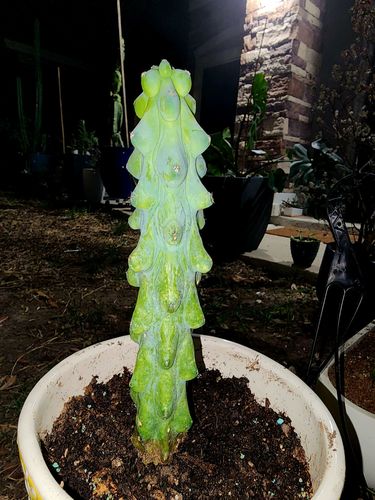 Customer photo review of Boobie Cactus | Myrtillocactus geometrizans Fukurokuryuzinboku