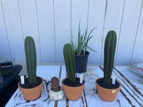 Customer photo review of Cactus Collector Variety Packs | Trichocereus Cactus Variety Packs