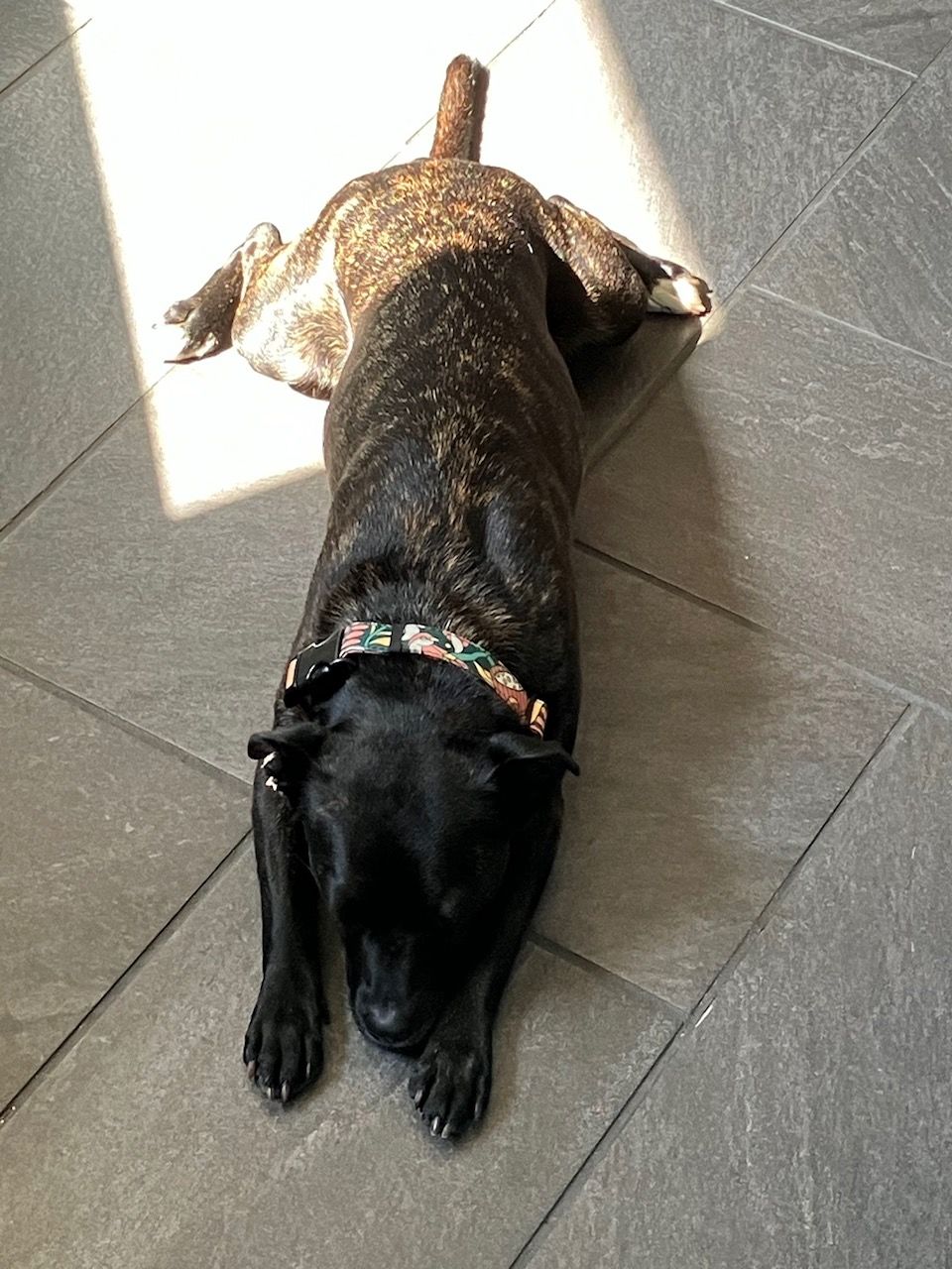 Customer photo review of NOOM: Artist Series Collar