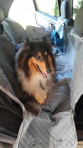 Customer photo review of Scratchguard | Autorücksitz Hundematte
