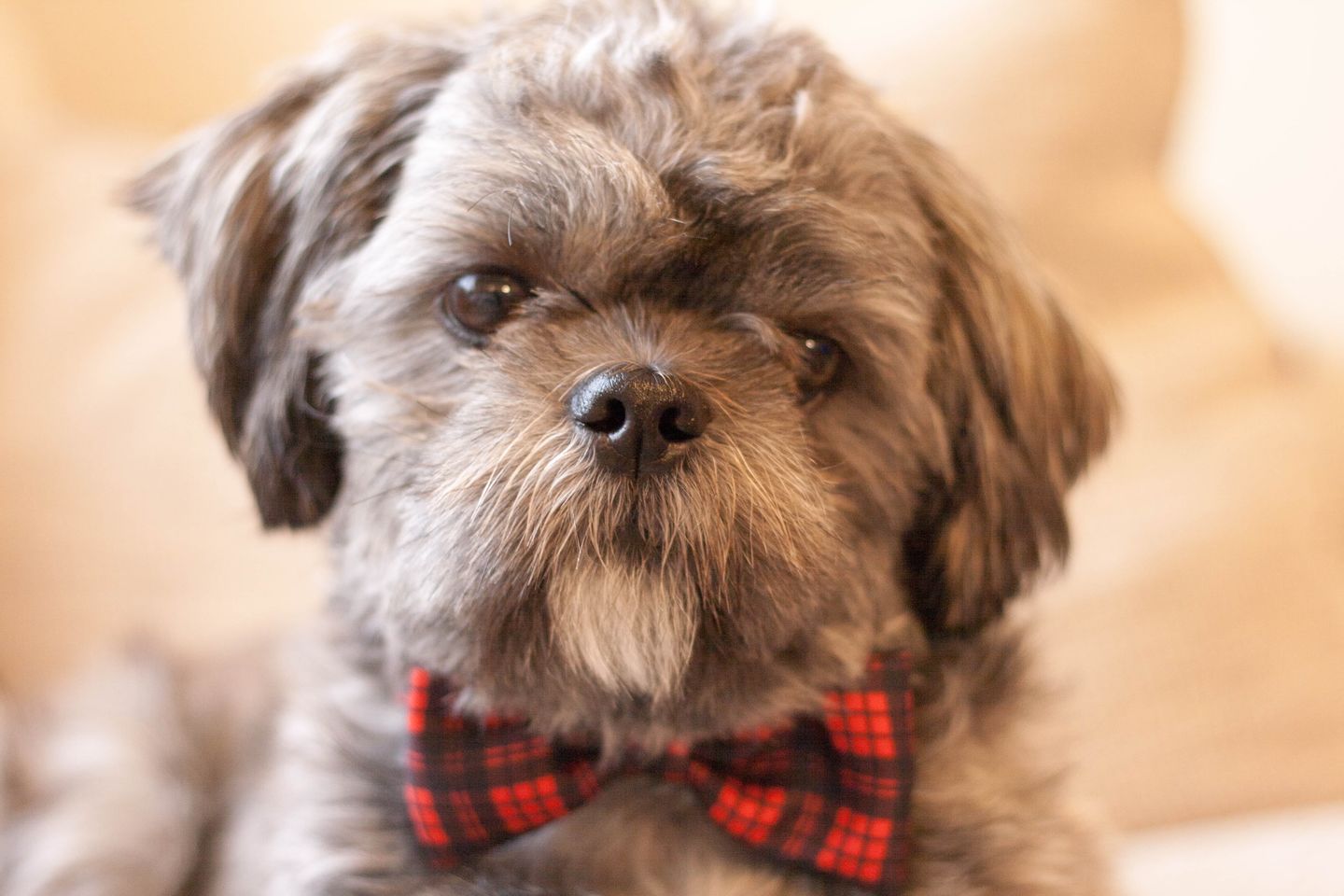 Customer photo review of Bow Tie - The Tartan One