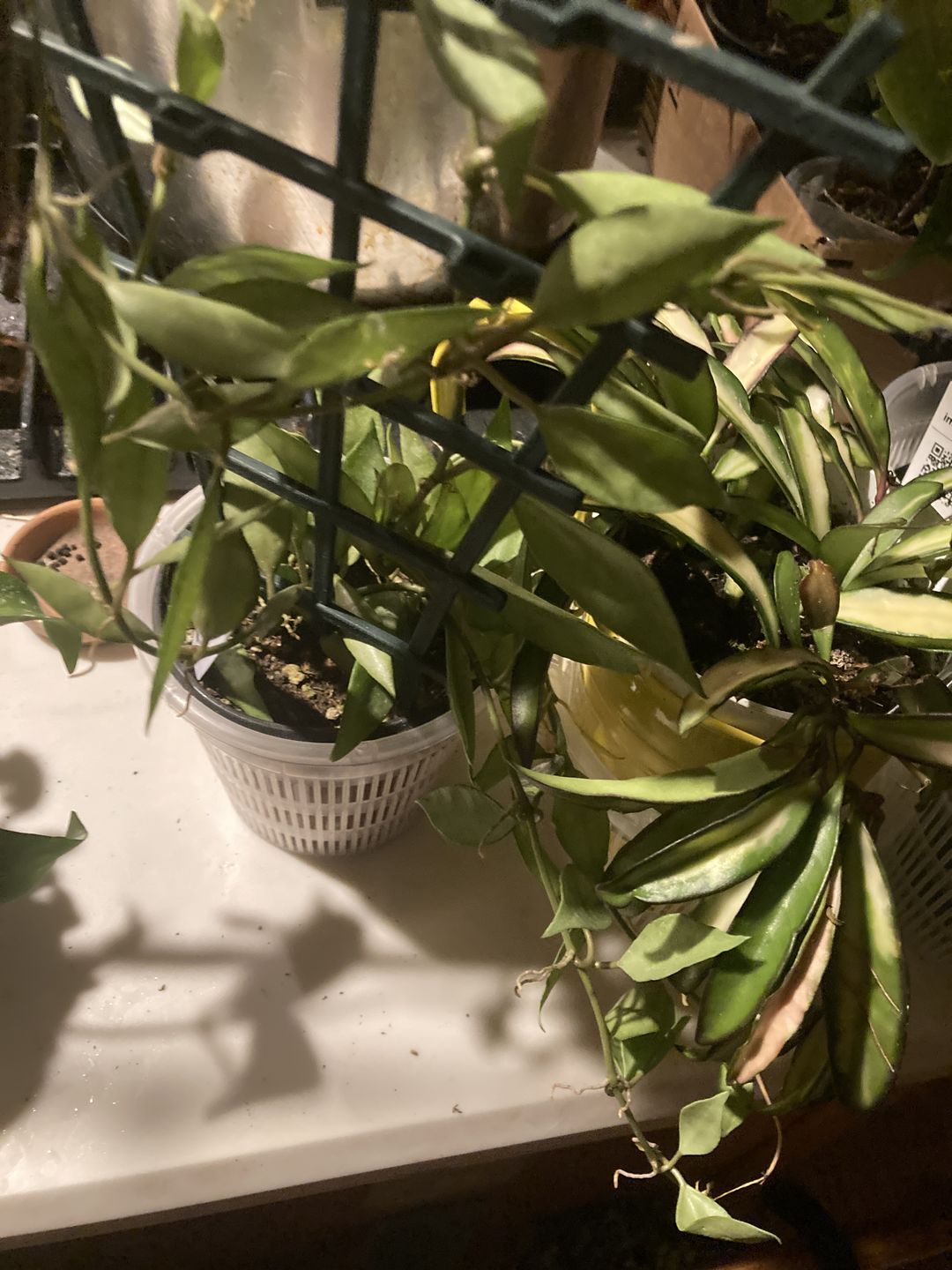 Customer photo review of Hoya lacunosa 'Mint'