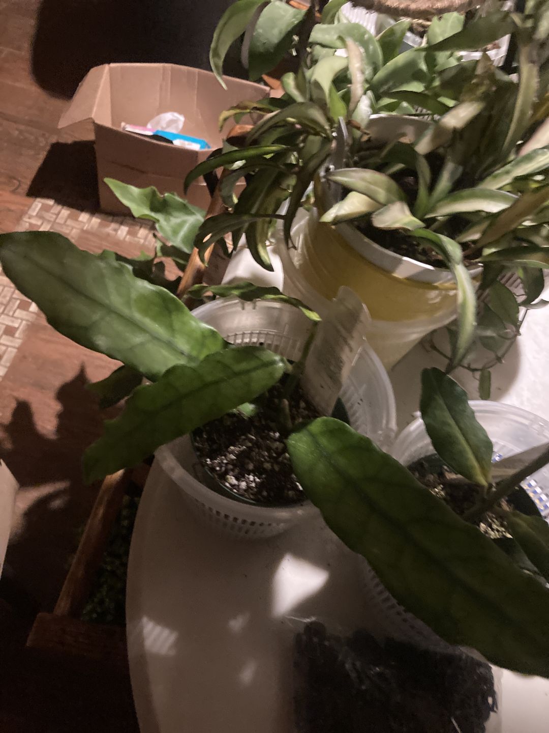 Customer photo review of Hoya globulosa/villosa