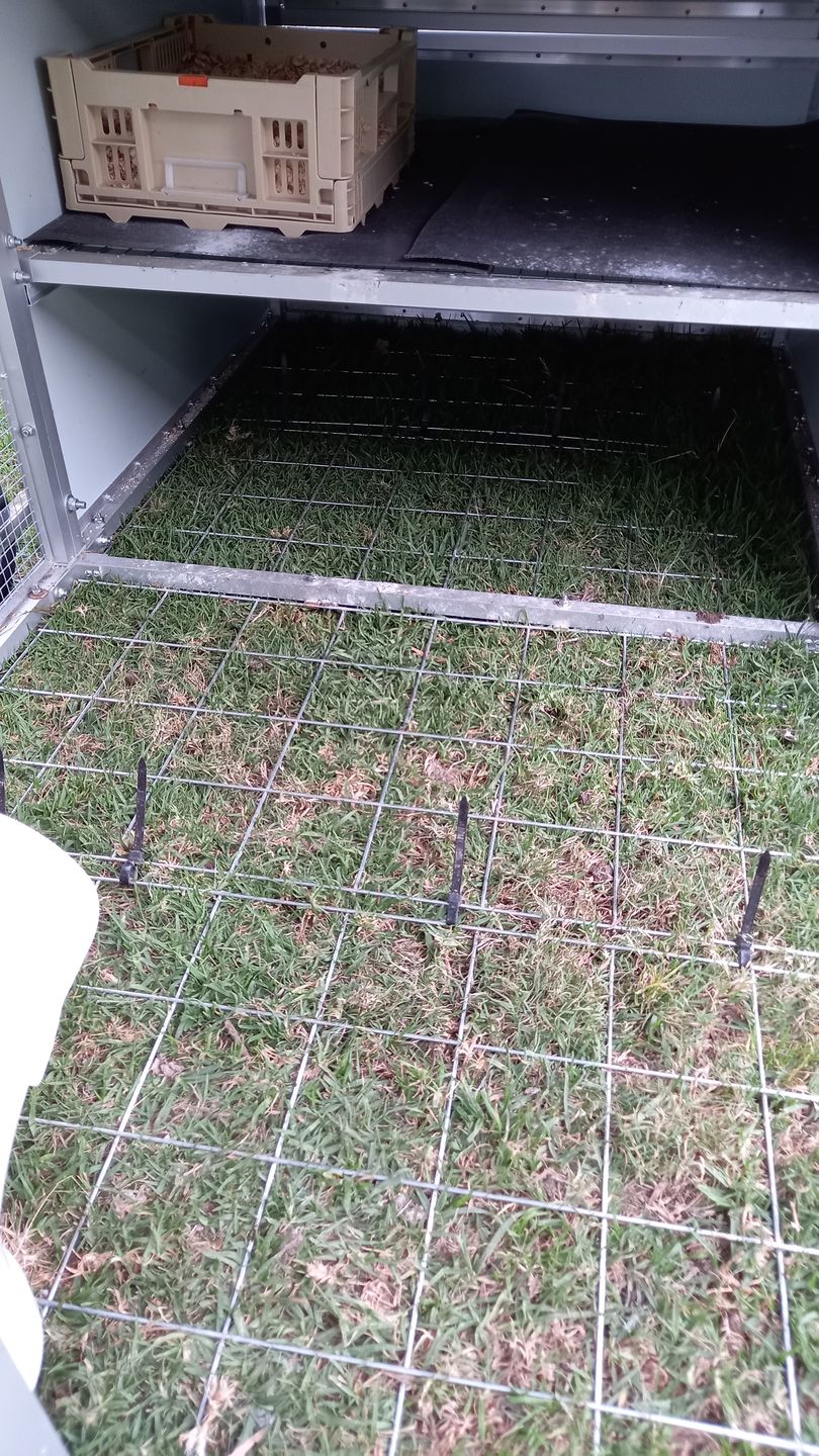 Customer photo review of Galvanised Mesh Floor for Chicken Coop